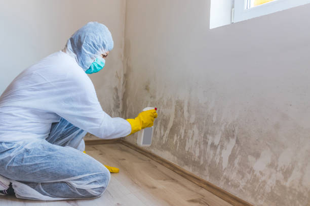 Licensed Basement Mold Remediation service in Alden, MI - 24 Hour Mold Removal