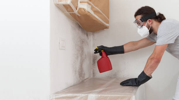Professional Basement Mold Remediation technician working in Alden, MI
