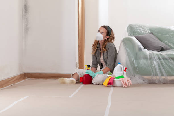 Reliable Basement Mold Remediation contractor in Alden, MI by 24 Hour Mold Removal