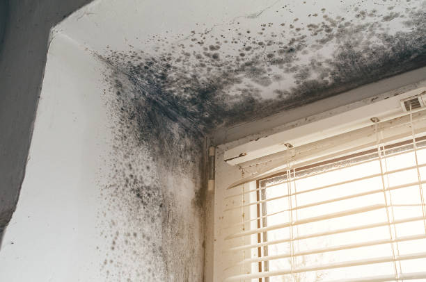 Affordable Basement Mold Remediation solutions in Alden, MI